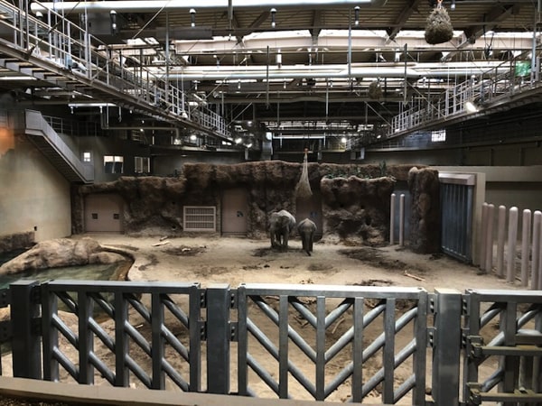 円山動物園ゾウ舎の陸のステージ