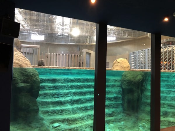 円山動物園ゾウ舎の水のステージ