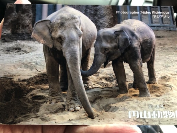 ゾウのポストカード