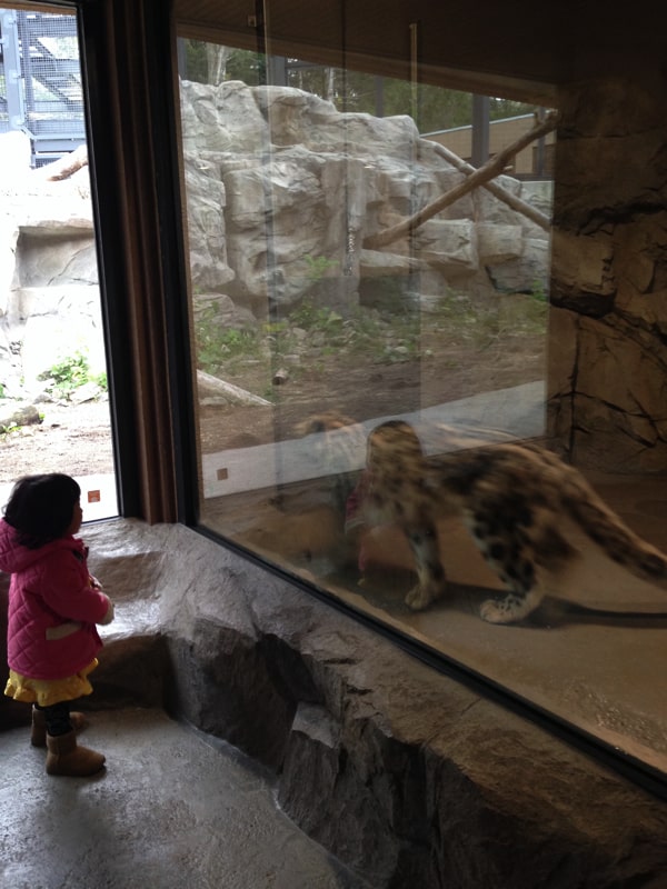 円山動物園で虎を見る子ども
